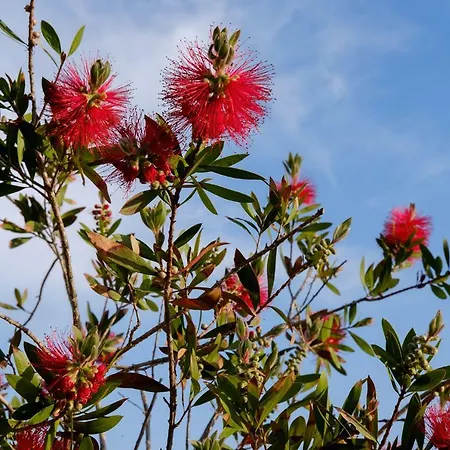 Daire Absolument Levant *