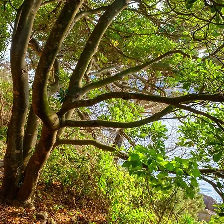 Absolument Levant Île du Levant
