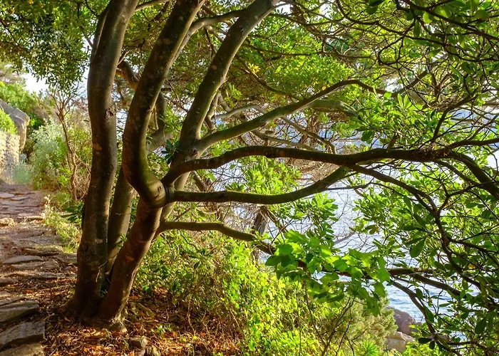 Absolument Levant Île du Levant